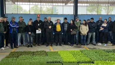 Mudas para produtores rurais