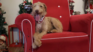 Romeu. Fonte: Isabella Giasson