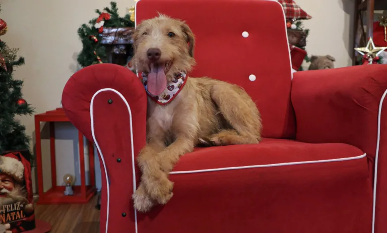 Romeu. Fonte: Isabella Giasson